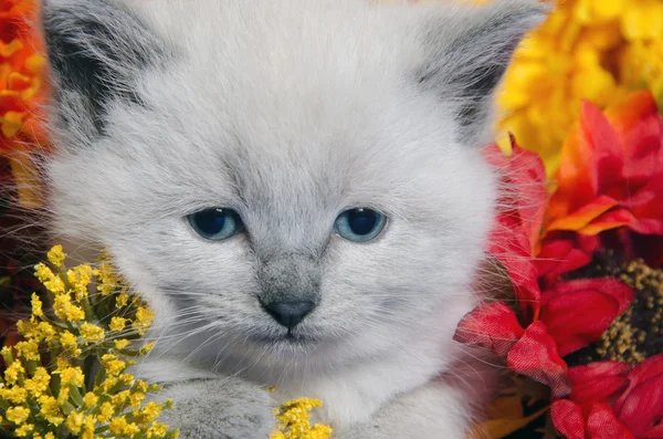 Cute kitten and flowers — Stock Photo, Image