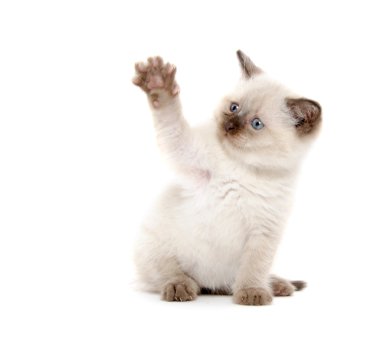 Beyaz üzerinde oynarken sevimli kedi yavrusu