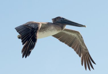 Uçuş kahverengi Pelikan