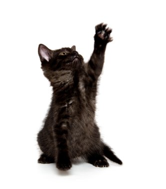 Beyaz üstüne siyah şirin kedi