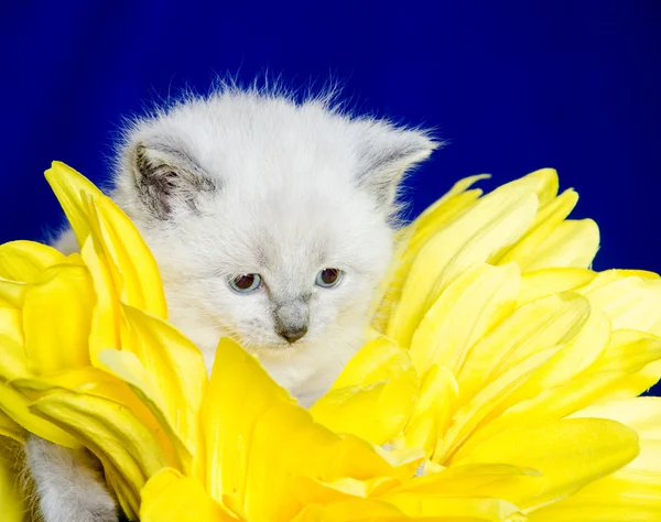 Carino gattino e petali di fiori — Foto Stock