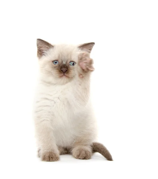 Carino gattino giocare su bianco — Foto Stock