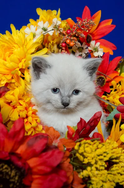 Lindo gatito y flores — Foto de Stock