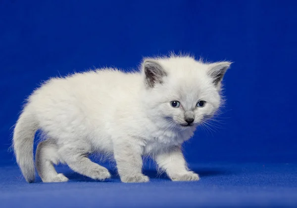 Söt kattunge på blå — Stockfoto