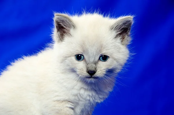 Roztomilý kotě na modré — Stock fotografie