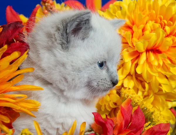 Gatinho bonito e flores — Fotografia de Stock