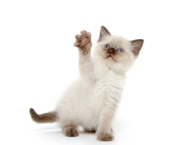 Roztomilé kotě hraje na bílém pozadí — Stock fotografie