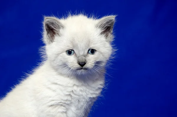 Cute kitten on blue — Stock Photo, Image