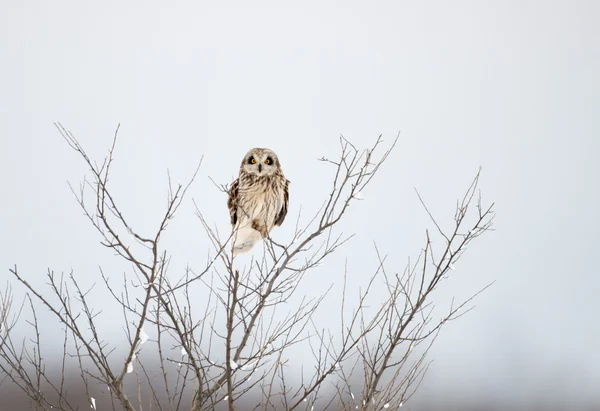Short-eared owl — Stock Photo, Image