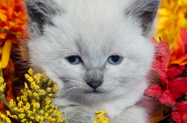 Cute kitten and flowers — Stock Photo, Image