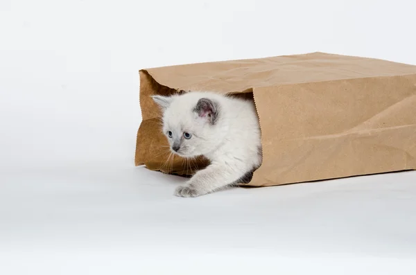 Gatinho bonito em uma bolsa — Fotografia de Stock