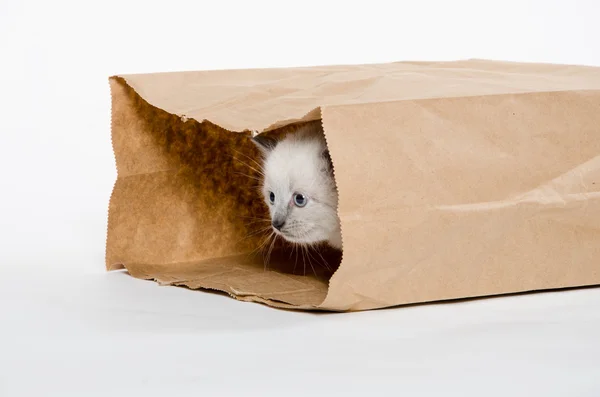 Gatinho bonito em uma bolsa — Fotografia de Stock