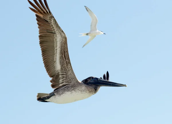 Brown pelican in flight — Stock Photo, Image