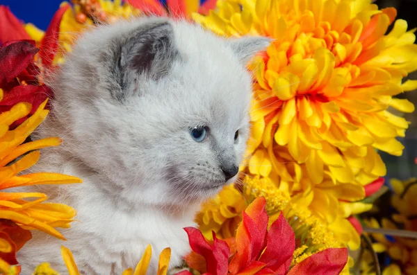 Şirin kedi ve çiçekler. — Stok fotoğraf