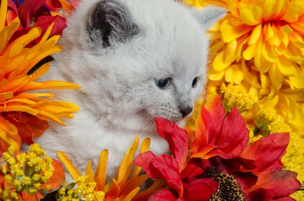 Roztomilé kotě a květiny — Stock fotografie