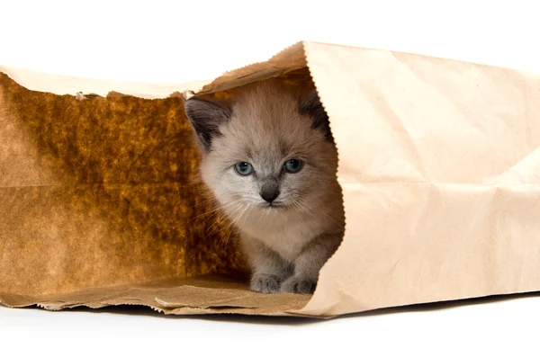 Lindo gatito en una bolsa — Foto de Stock