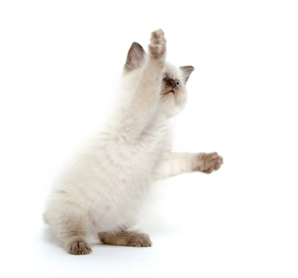 Söt kattunge spela på white — Stockfoto