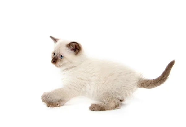 Chaton mignon jouant sur blanc — Photo