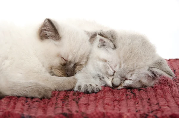 iki uyuyan kedi