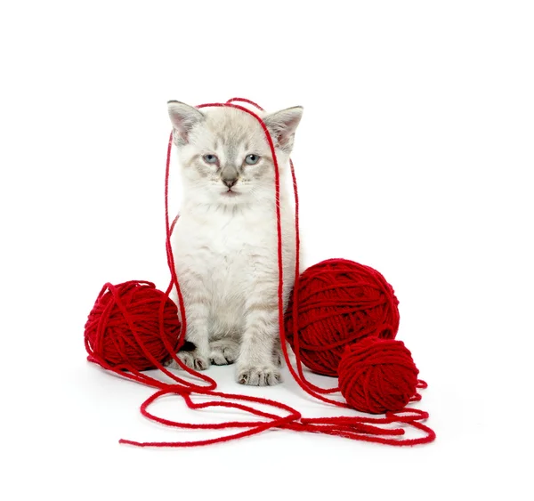 Cute kitten with yarn — Stock Photo, Image