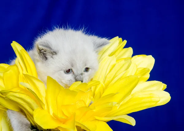 Roztomilý kotě a květ slunečnice — Stock fotografie