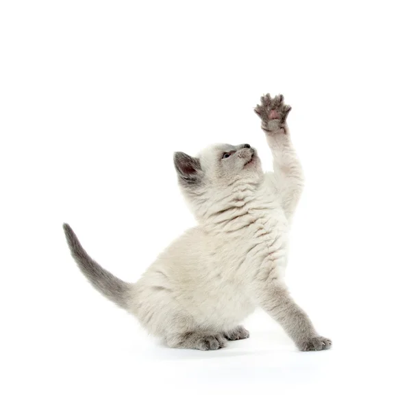 Cute kitten playing on white — Stock Photo, Image