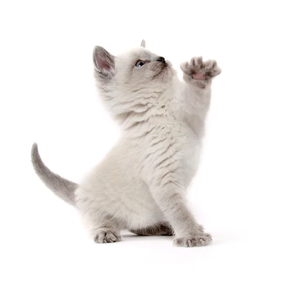 Niedliches Kätzchen spielt auf weiß — Stockfoto