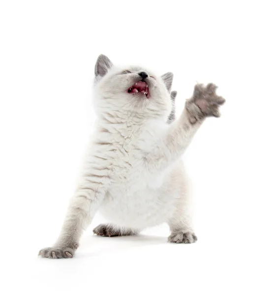 Roztomilé kotě hraje na bílém pozadí — Stock fotografie