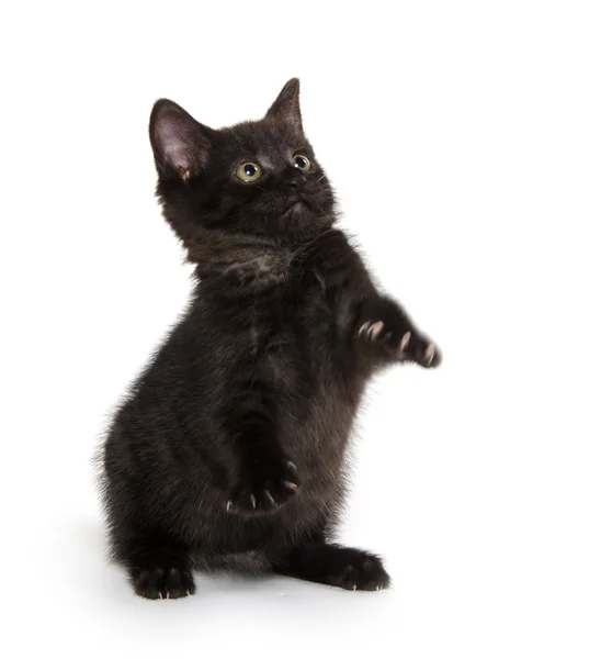 白地にかわいい黒猫 — Stock fotografie