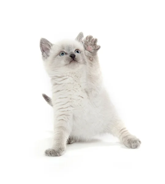 Lindo gatito jugando en blanco — Foto de Stock