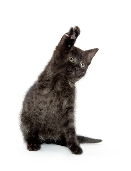 Cute black cat on white — Stock Photo, Image