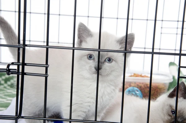 Kitten in a cage — Stock Photo, Image