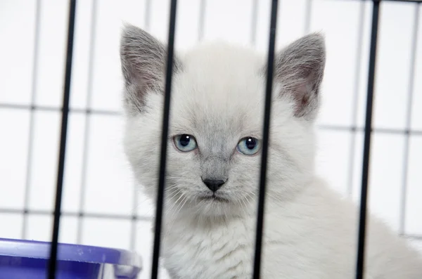 Kitten in a cage — Stock Photo, Image
