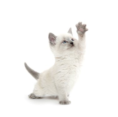 Beyaz üzerinde oynarken sevimli kedi yavrusu