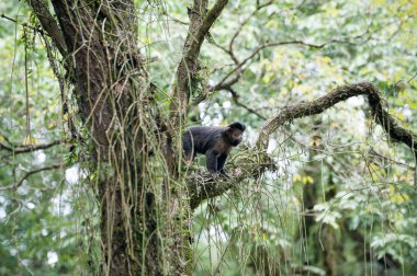 bir ağaçta sorguçlu capuchin