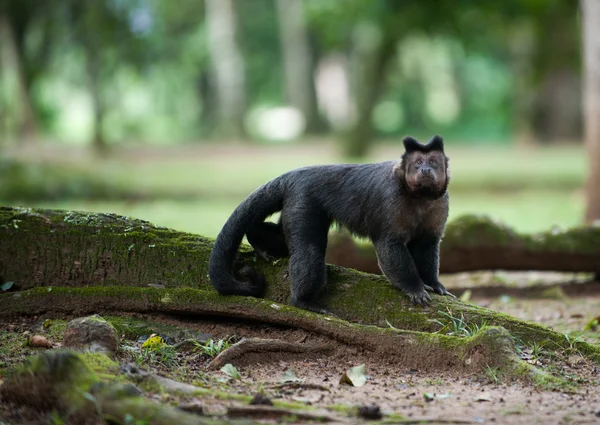 Tufted Capuchin — Φωτογραφία Αρχείου