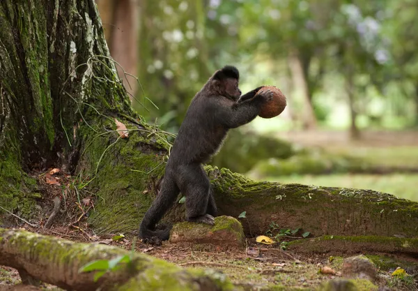 Püsküllü capuchin Hindistan cevizi kırmak
