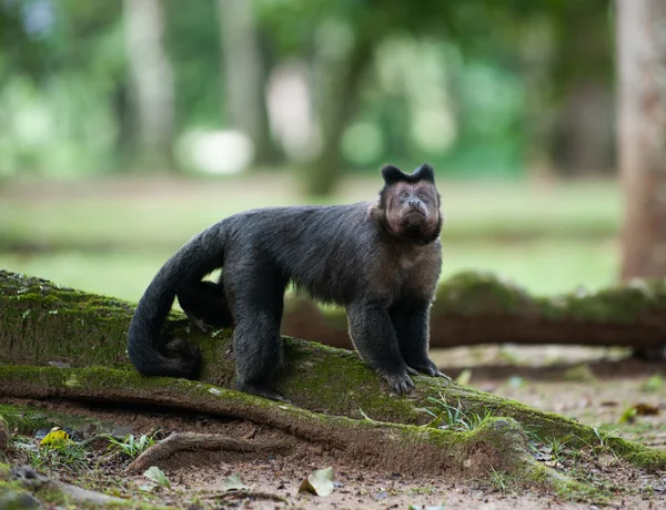 Tuftede Capuchin – stockfoto