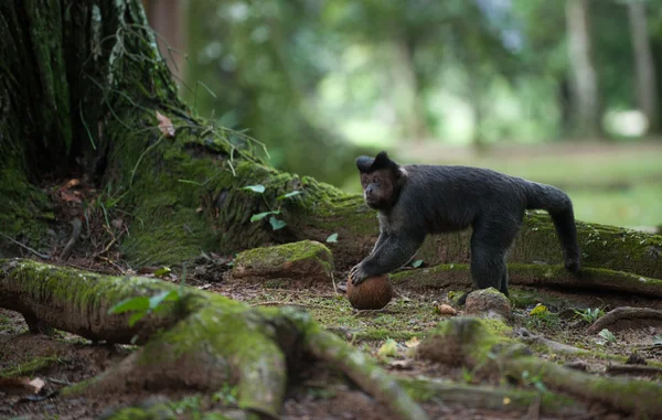 Capuchino copetudo con un coco —  Fotos de Stock