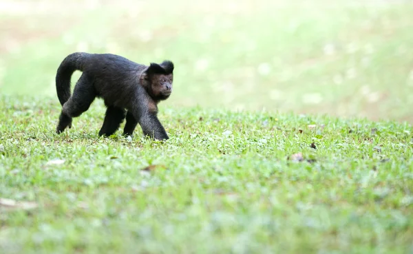 Capuchino copetudo —  Fotos de Stock