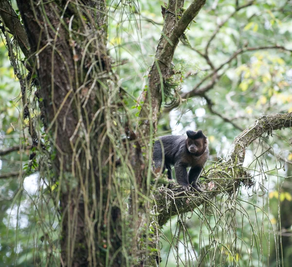 Capuchino copetudo en un árbol —  Fotos de Stock