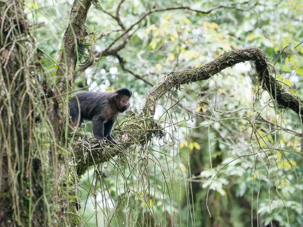 Tuftede Capuchin i et tre – stockfoto