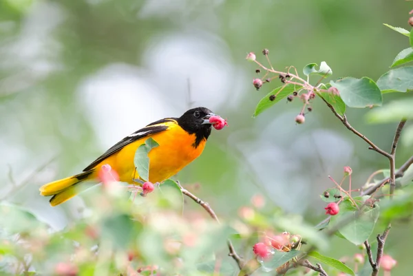 Baltimore Oriole — Fotografia de Stock