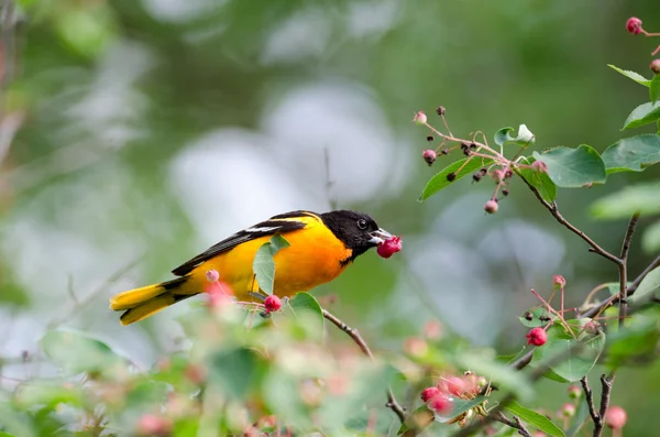 Baltimore Oriole — Fotografia de Stock