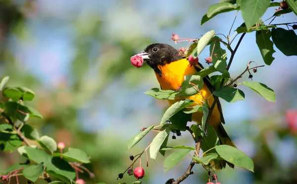 Baltimore oriole — Stock fotografie