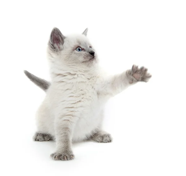 Cute kitten playing on white — Stock Photo, Image