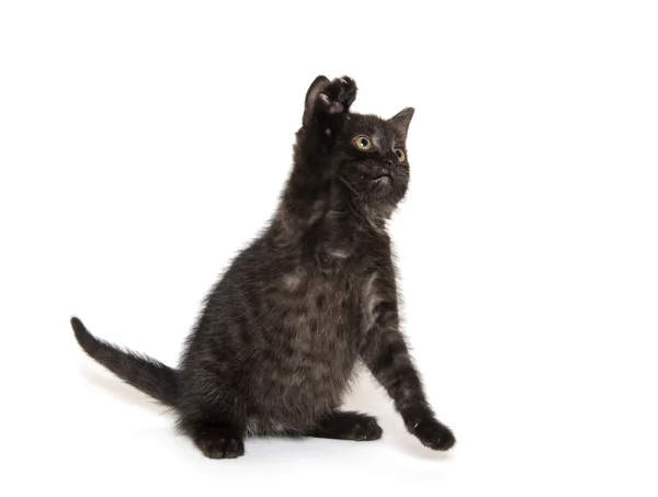 Милий чорний кіт на білому — стокове фото