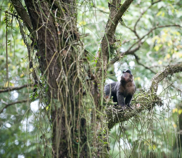 Capucin touffu dans un arbre — Photo