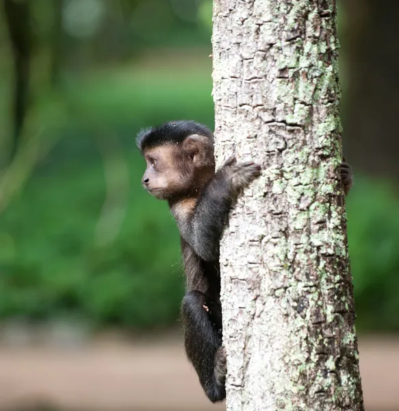 Capuchino copetudo en un árbol — Foto de Stock