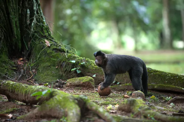 Capuchino copetudo con un coco —  Fotos de Stock